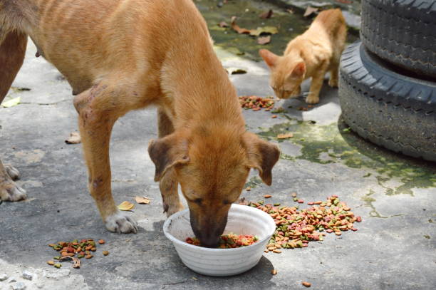 Dog and cat near food