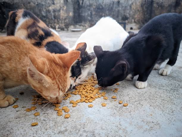 Community feeding